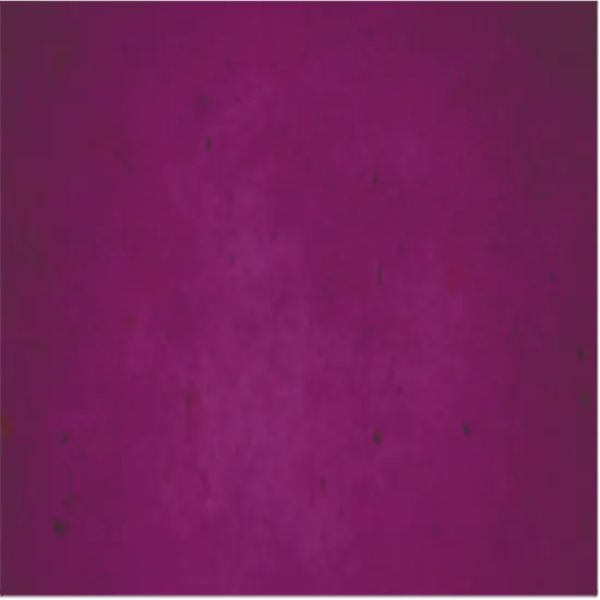 1770637722888-eggplant3_(copy).webp