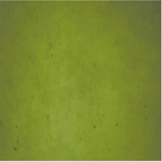 1770637803153-green3_(copy).webp